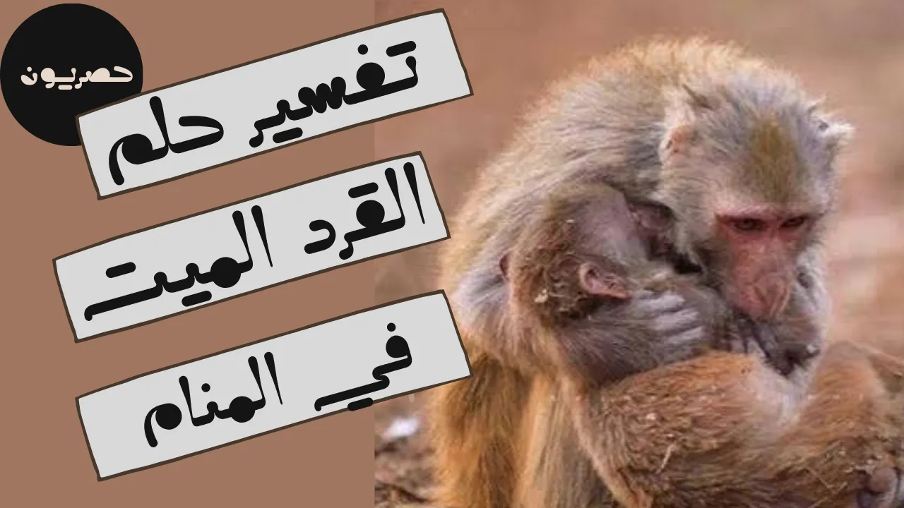 تفسير حلم القرد الميت في المنام لابن سيرين والدلالات المختلفة