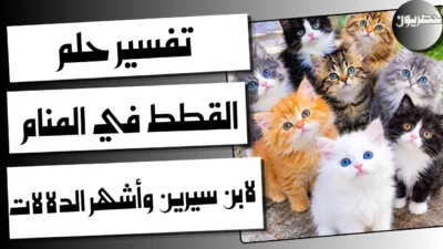 تفسير حلم القطط في المنام لابن سيرين وأشهر الدلالات