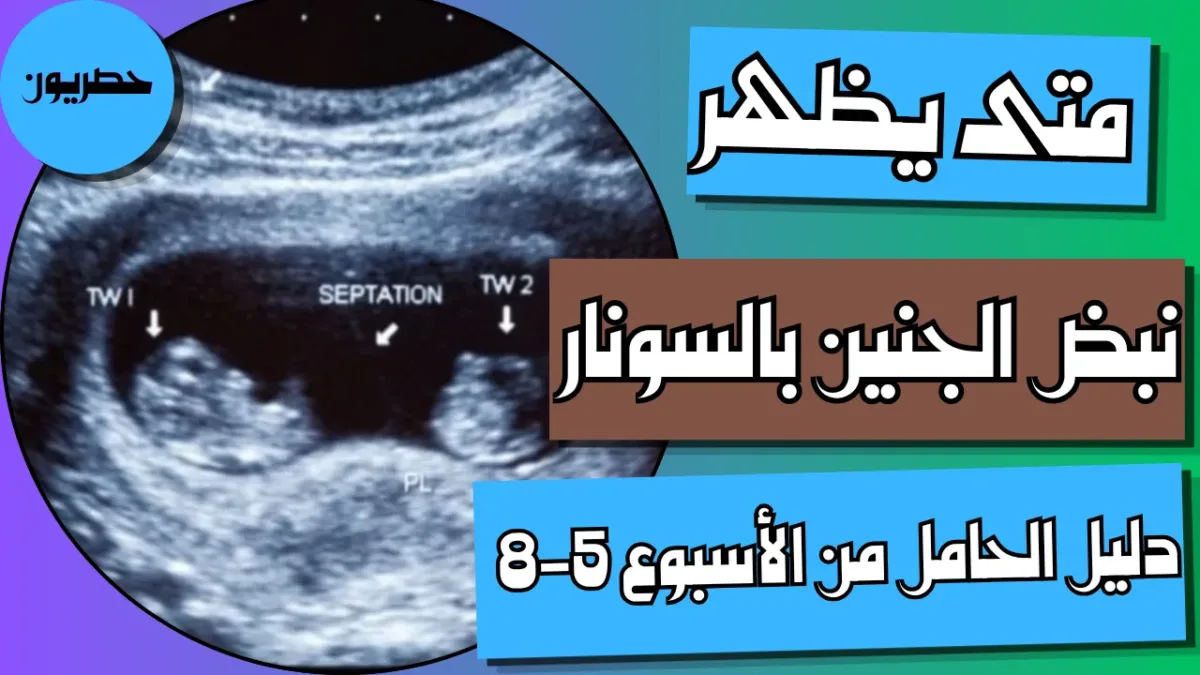 متى يظهر نبض الجنين بالسونار؟ دليل الحامل من الأسبوع الخامس إلى الثامن